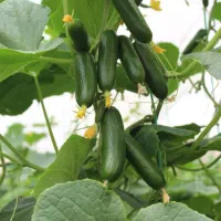 بذر سبزی و صیفی