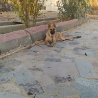 سگ ژرمن|سگ|اصفهان, براآن شمالی|دیوار