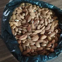 مغر بادام تلخ