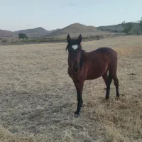 کره نریان 17ماه یک راس مادیان کرد4ساله|اسب و تجهیزات اسبسواری|حلب, |دیوار