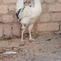 5عدد خروس گلین اصیل