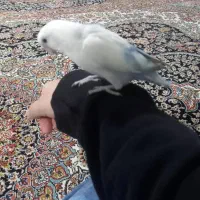 طوطی برزیلی جفت|پرنده|تهران, زرکش|دیوار