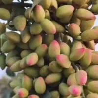 درآمد دو برابر با ضدقارچ تریکودرما کروا