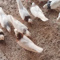 فروش تعدادی طوقی درجه یک  بندر دیر