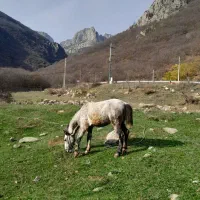 اسب|اسب و تجهیزات اسب‌سواری|کلیبر, |دیوار
