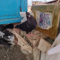کبوتر بیله