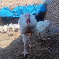 بوقلمون گوشتی|حیوانات مزرعه|سبزوار, کلاته سیفر|دیوار