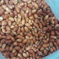 سنجد تازه