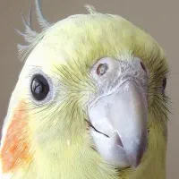 عروس هلندی لوتینو و آهویی موجود