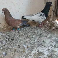 کبوتر|پرنده|خرمشهر, |دیوار