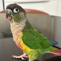 پرنده