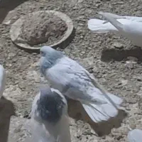 کبوترهای رنگی|پرنده|تاکستان, |دیوار