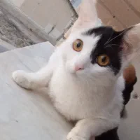 گربه گمشده ماده|گربه|جهرم, |دیوار