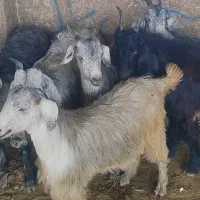کهره فروشی