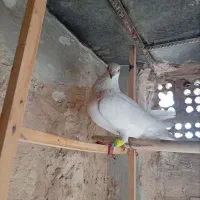 عودی کرمونی طوقدارنر..باجفت پلنگ سیاه