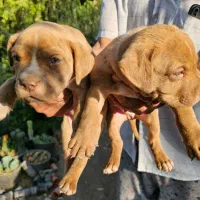 توله پیتبول ۲ ماه اصیل