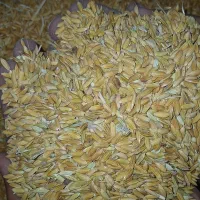 چلتوک کوهمره|عمده‌فروشی|ارژن, |دیوار