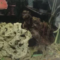 اکواریوم ۸۸ در ۵۰ در ۷۰ با ماهی