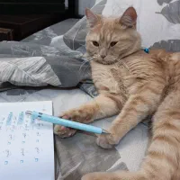 گربه اسکاتیش زرد|گربه|مشهد, سعد آباد|دیوار