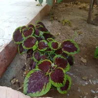 گل حسن یوسف|گل و گیاه طبیعی|بناب, |دیوار