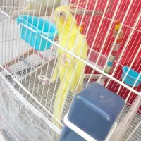 عروس‌هلندی|پرنده|بیرجند, |دیوار