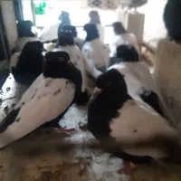 کبوتر سینه ایی