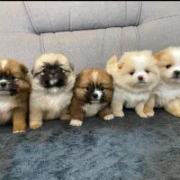 پامرانین عروسکی پشمالو سگ توله سایز تیکاپ