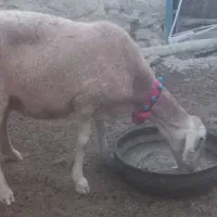 میش چینی
