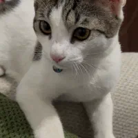 واگذاری گربه dsh ماده