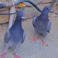 جفت جوجه زاجل اصل کاردرست|پرنده|یزد, |دیوار
