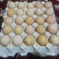 تخم مرغ محلی