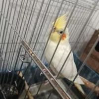 یک جفت عروس هلندی|پرنده|تاکستان, |دیوار