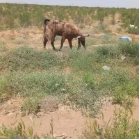 بز تکه امریکایی
