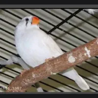 دوجفت فنچ تپل و تقویتی خانگی،بشرط جوجه