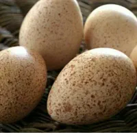 تخم بوقلمون و تخم مرغ امپراطور نطفه دار