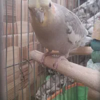 یک جفت عروس هلندی نر وماده|پرنده|سامان, |دیوار