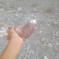 کفتر پیدا کردیم خاهشن هر چه زودتر صاحبش زنگ بزنه|حیوانات|میناب, |دیوار