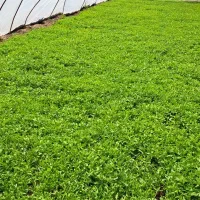 فروش نشاءگوجه فرنگی رقم فلات کارون