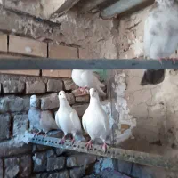 پرنده|پرنده|بوئین زهرا, |دیوار