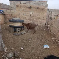 بزپاکستانی