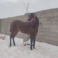 اسب مادیان کرد کهر۴ونیم ساله