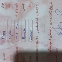 سگ روباهی|سگ|کرمانشاه, |دیوار