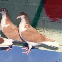 کبوتر گم شده