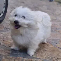 فروش سگ خانگی