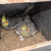 مولددرست حسابی جوجه کش نر ۶کلمه سخنگو