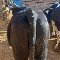 گوساله سیمینتال