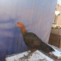 تخم‌ مرغ لاری افغان