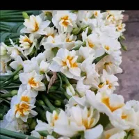 پیاز گل نرگس رقم پر پر