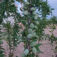 نهال ایلام ایوان زرنه|خدمات باغبانی و درختکاری|ایلام, |دیوار