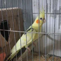 تعدادی عروس هلندی لوتینو وآلبینو|پرنده|بندر انزلی, معلم|دیوار